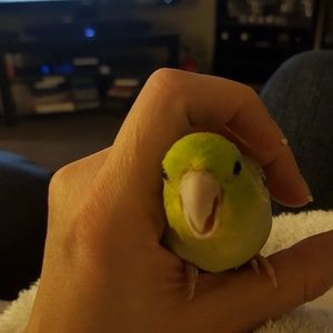 Meet your Posher, Arika